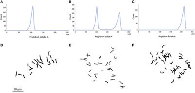 Transcriptome and metabolome profiling provide insights into hormone-mediated enhanced growth in autotetraploid seedlings of banana (Musa spp.)